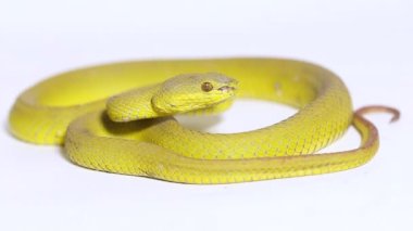 Sarı Sunda Adası pitenger yılanı Trimeresurus insularis ıssız beyaz arka planda
