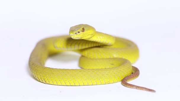 Amarelo Sunda Island Pitviper Serpente Trimeresurus Insularis Wetar Isolado Sobre — Vídeo de Stock