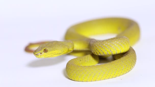 Yellow Sunda Island Pitviper Snake Trimeresurus Insularis Wetar Isolated White — Stock Video