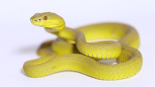 Yellow Sunda Island Pitviper Snake Trimeresurus Insularis Wetar Απομονωμένο Λευκό — Αρχείο Βίντεο