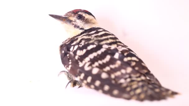 在白色背景下分离的鸟类聚居式啄木鸟 Dendrocopos Macei — 图库视频影像