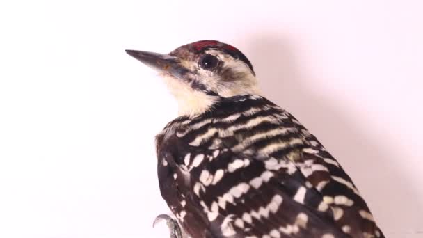 在白色背景下分离的鸟类聚居式啄木鸟 Dendrocopos Macei — 图库视频影像