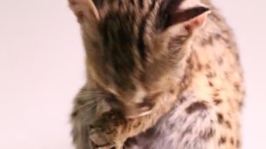 Asyalı leopar kedi veya Sunda leopar kedisi (Prionailurus bengalensis) Prionailurus javanensis beyaz arka planda izole edilmiştir.