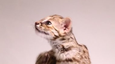 Asyalı leopar kedi veya Sunda leopar kedisi (Prionailurus bengalensis) Prionailurus javanensis beyaz arka planda izole edilmiştir.