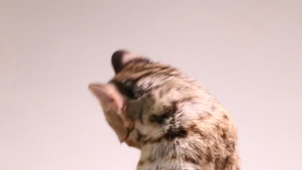 Азіатський Леопардовий Кіт Або Кіт Леопард Зонд Prionailurus Bengalensis Prionailurus — стокове відео