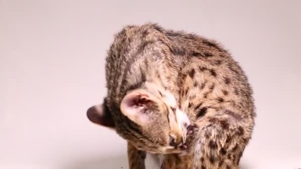 고양이 고양이 Prionailurus Bengalensis 영장류는 배경에서 분리되어 — 비디오