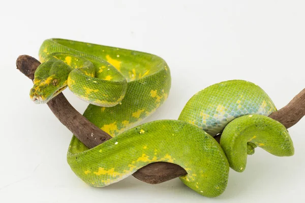 Зеленое Дерево Python Morelia Viridis Змея Biak Изолированы Белом Фоне — стоковое фото