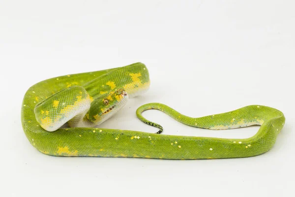 Zöld Python Morelia Viridis Kígyó Biak Elszigetelt Fehér Háttér — Stock Fotó
