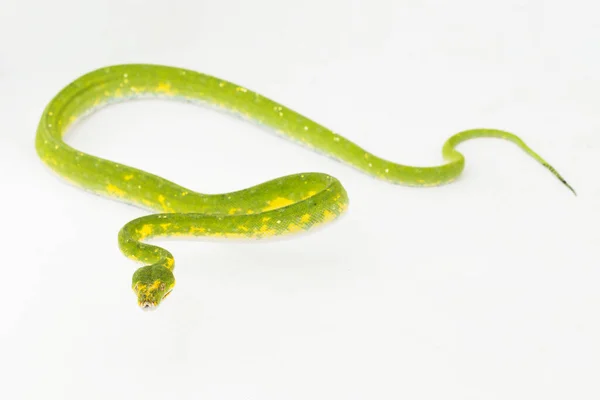 Grüner Baumpython Morelia Viridis Schlange Biak Isoliert Auf Weißem Hintergrund — Stockfoto