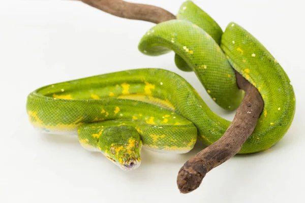 Зелене Дерево Python Morelia Viridis Змія Бік Ізольовані Білому Тлі — стокове фото