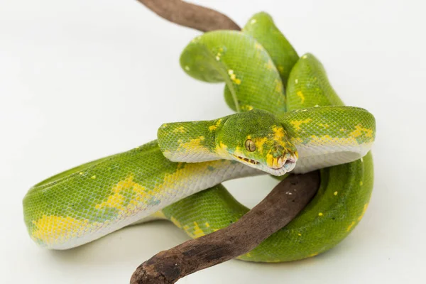 Zielone Drzewo Python Morelia Viridis Wąż Biak Izolowane Białym Tle — Zdjęcie stockowe