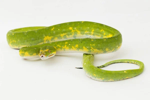 Árbol Verde Python Morelia Viridis Serpiente Biak Aislado Sobre Fondo —  Fotos de Stock