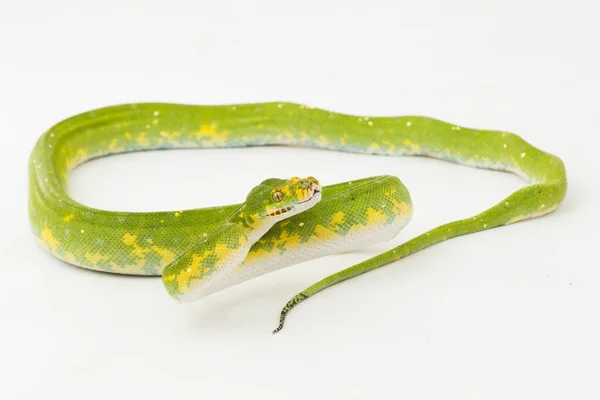 Arbre Vert Python Morelia Viridis Serpent Biak Isolé Sur Fond — Photo