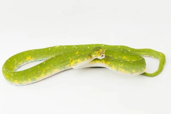 Albero Verde Python Morelia Viridis Serpente Biak Isolato Sfondo Bianco — Foto Stock