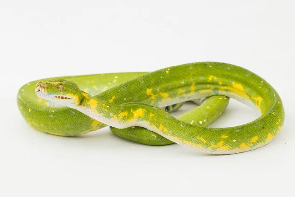 Green Tree Python Morelia Viridis Orm Biak Isolerad Vit Bakgrund — Stockfoto