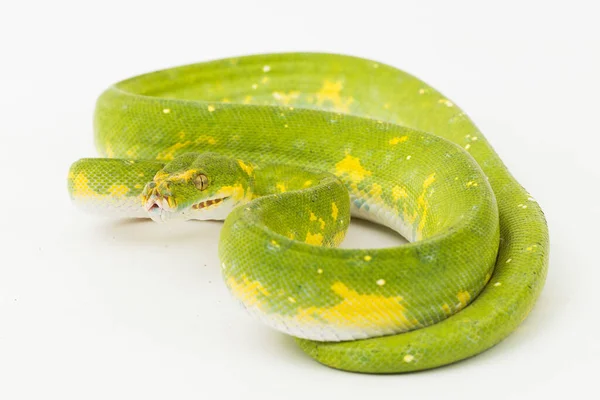 Arbre Vert Python Morelia Viridis Serpent Biak Isolé Sur Fond — Photo
