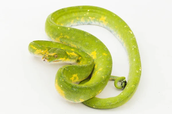 Árbol Verde Python Morelia Viridis Serpiente Biak Aislado Sobre Fondo —  Fotos de Stock