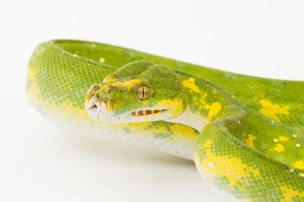 Albero Verde Python Morelia Viridis Serpente Biak Isolato Sfondo Bianco — Foto Stock