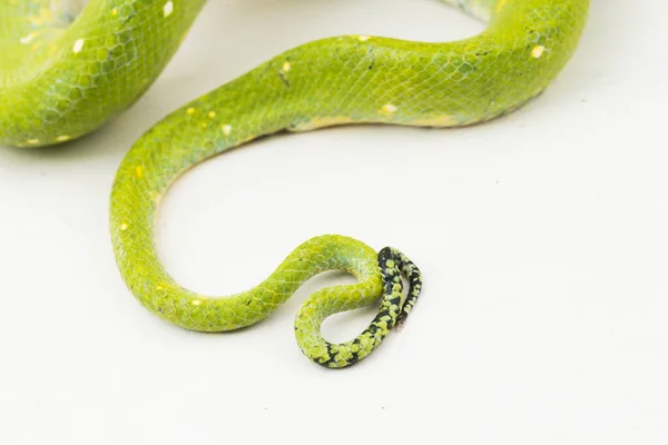 Grüner Baumpython Morelia Viridis Schlange Biak Isoliert Auf Weißem Hintergrund — Stockfoto