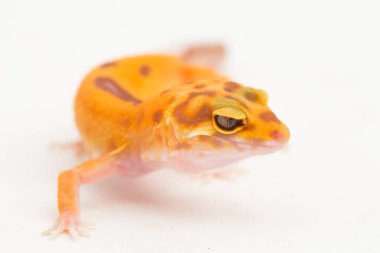 Leopar kertenkelesi, Eublepharis macularius, tremper albino arka planda izole edilmiş beyaz