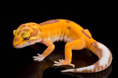 Leopar kertenkelesi, Eublepharis macularius, tremper albino siyah arka planda izole edilmiş.