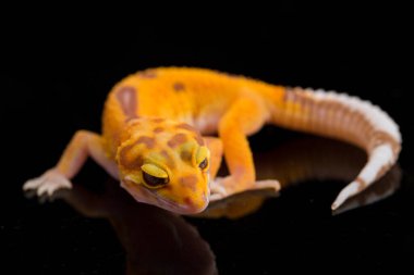 Leopar kertenkelesi, Eublepharis macularius, tremper albino siyah arka planda izole edilmiş.