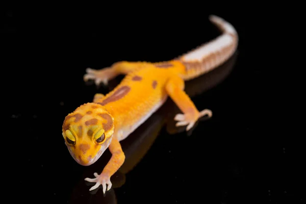 stock image Leopard gecko, Eublepharis macularius, tremper albino isolated on black background