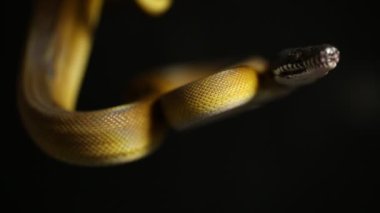 D 'Albertis pitonu (Leiopython albertisii) beyaz dudaklı piton yılanı siyah arkaplanda izole edildi