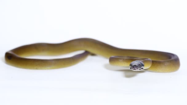 Albertis Python Leiopython Albertisii Vit Lipped Python Orm Isolerad Vit — Stockvideo