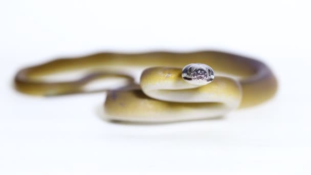 Ular Python Leiopython Albertisii Buatan Albertis Diisolasi Dengan Latar Belakang — Stok Video