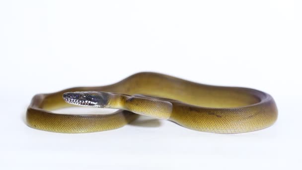 Albertis Python Leiopython Albertisii White Lipped Python Snake Isolated White — Stock Video