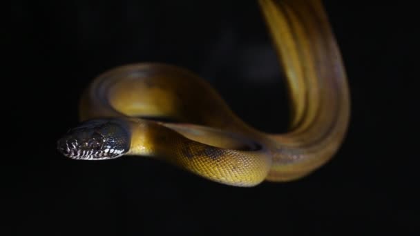 Ular Python Leiopython Albertisii Buatan Albertis Diisolasi Dengan Latar Belakang — Stok Video