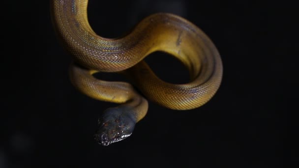 AlbertisのPython Leiopython Albertisii 黒の背景に隔離された白い唇のパイソンヘビ — ストック動画