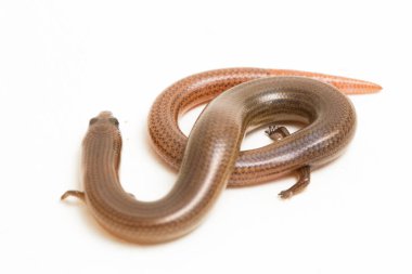 Kısa uzuvlu esnek mendil ya da Linnaeus 'un kıvranan kertenkelesi (Lygosoma dörtlüsü) beyaz arka planda izole edilmiştir.