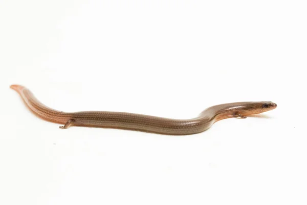 足の短い柔軟性のある皮膚や 白い背景に隔離されたリンネの手首の皮膚のトカゲ Lygoosoma四角形 — ストック写真