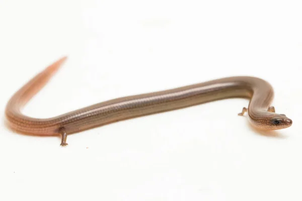 다리의 스컹크 린네의 스컹크 도마뱀 Lygosoma Four Pes 배경에 고립되었다 — 스톡 사진