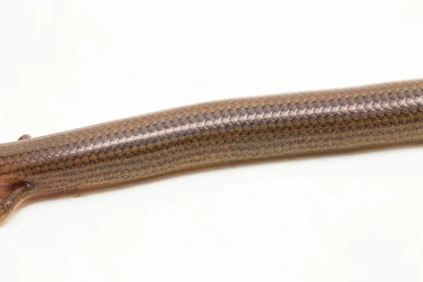 다리의 스컹크 린네의 스컹크 도마뱀 Lygosoma Four Pes 배경에 고립되었다 — 스톡 사진