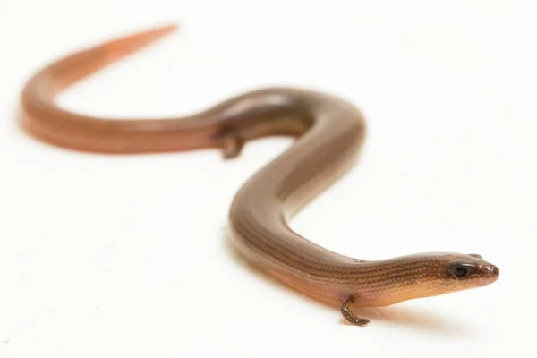 在白色背景上分离的短腿柔滑或林奈扭动的溜溜溜溜蜥蜴 Lygosoma Quadrupes — 图库照片