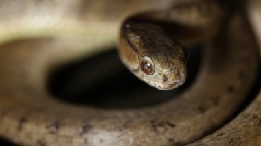 Kara arka planda izole edilmiş, sümüklü böcek yiyen yılan Pareas carinatus.