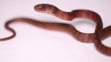 Pareas carinatus, beyaz arka planda izole edilmiş, omurga yiyen yılan.