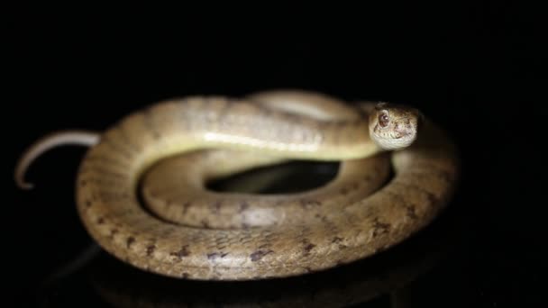 Serpiente Come Babosas Pareas Carinatus Aislada Sobre Fondo Negro — Vídeos de Stock