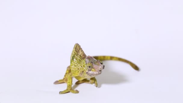 Chameleon Fischer Kinyongia Fischeri Isolerad Vit Bakgrund — Stockvideo
