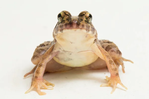 Yengeç Yiyen Kurbağa Mangrov Kurbağası Fejervarya Cancrivora Beyaz Arka Planda — Stok fotoğraf
