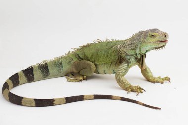 Büyük yeşil Iguana kertenkelesi beyaz arka planda izole edilmiş.
