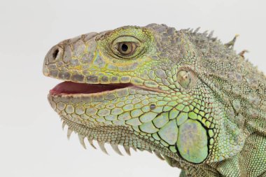 Büyük yeşil Iguana kertenkelesi beyaz arka planda izole edilmiş.