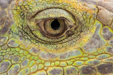 Büyük yeşil Iguana kertenkelesi beyaz arka planda izole edilmiş.