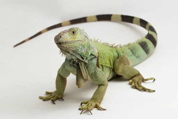 Big Green Iguana Lizard Isolated White Background — Stock Photo, Image