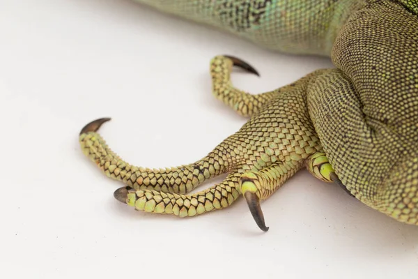 Big Green Iguana Hagedis Geïsoleerd Een Witte Achtergrond — Stockfoto
