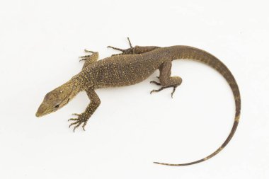 Bulanık monitör kertenkelesi (Varanus nebulosus) beyaz arkaplanda izole edilmiştir