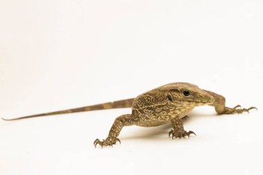 Bulanık monitör kertenkelesi (Varanus nebulosus) beyaz arkaplanda izole edilmiştir